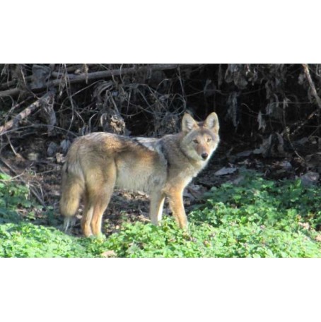 Secrets About Coyotes, History, Living Habits, Distribution, Size and Appearance, Diet, Activity Pattern