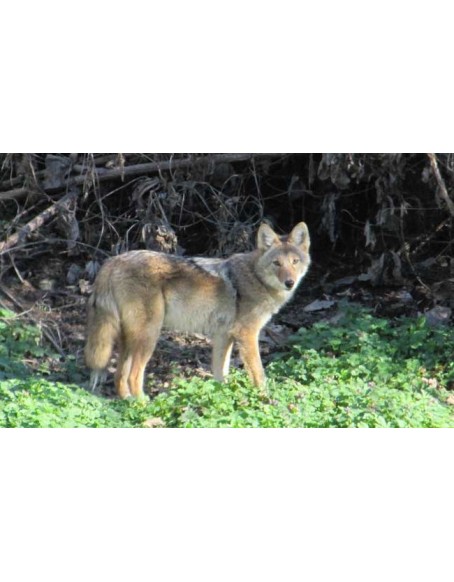 Secrets About Coyotes, History, Living Habits, Distribution, Size and Appearance, Diet, Activity Pattern