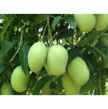 Tropical Fruits, Mangoes, Avocados, Nuts, Various Rare Fruit Saplings for Sale, Full Service Nursery